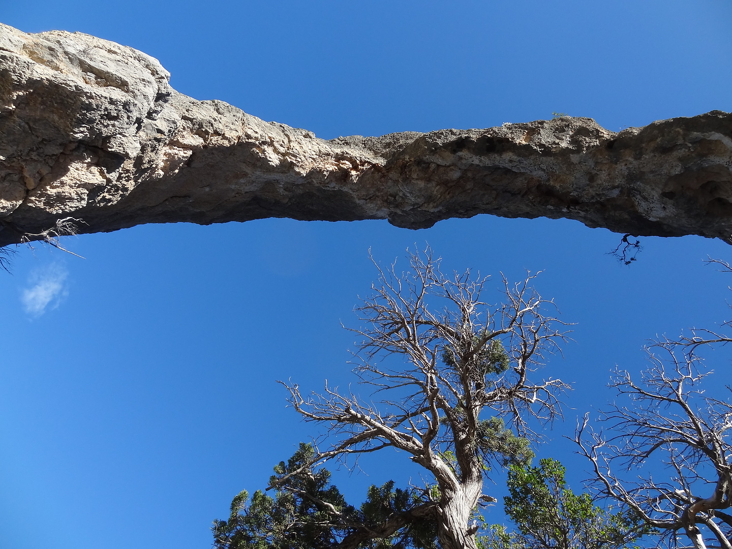sarcl-arch2.jpg