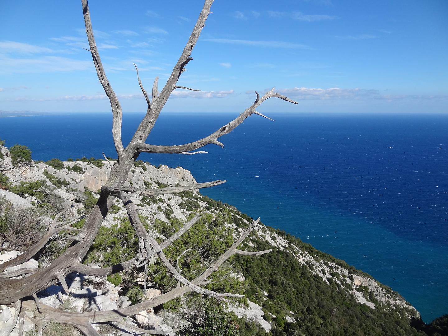 sarcl-tree.jpg