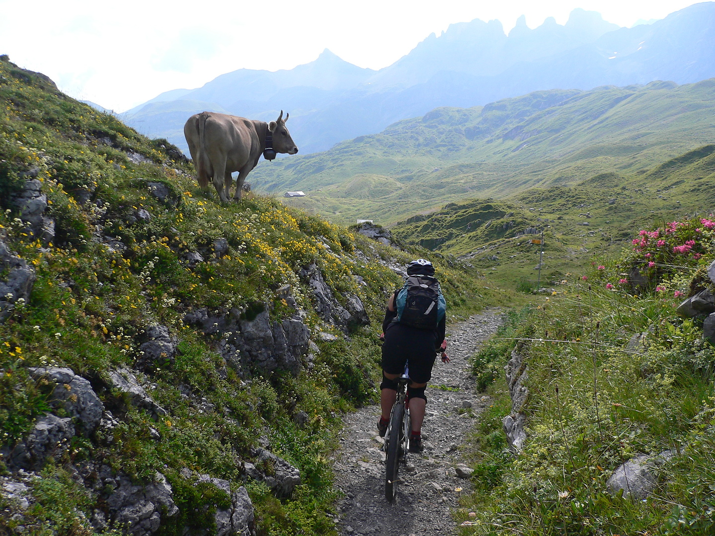 chinzig-trail.jpg