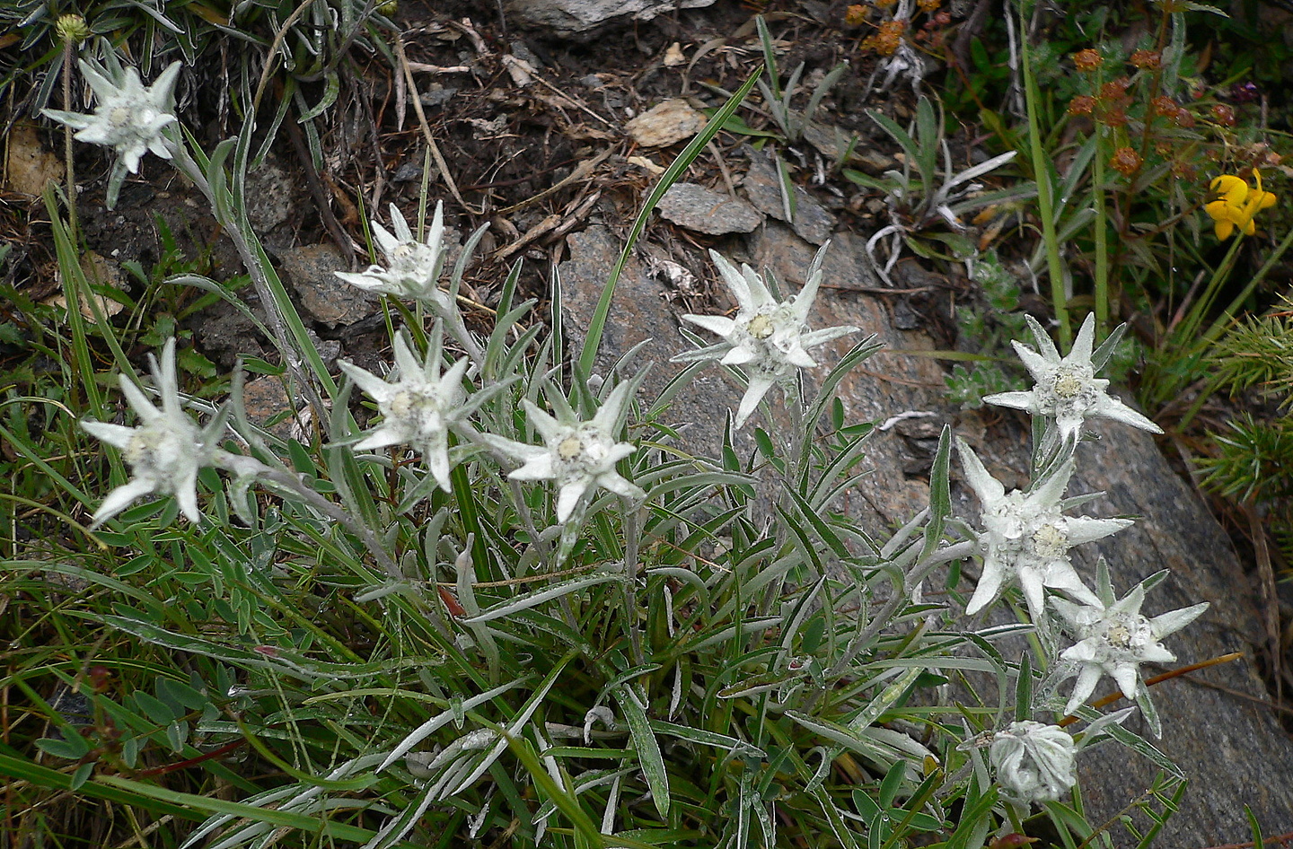 zermatt-edelweiss1.jpg