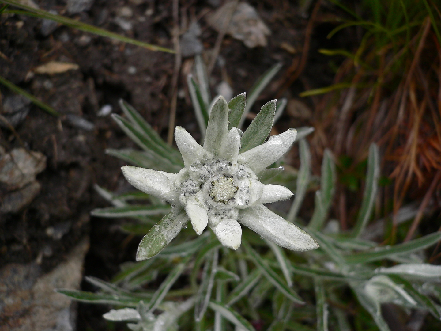zermatt-edelweiss2.jpg