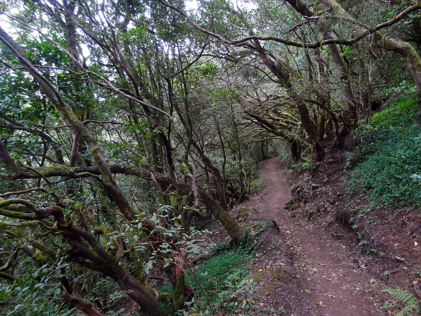 hermigua-trail2.jpg