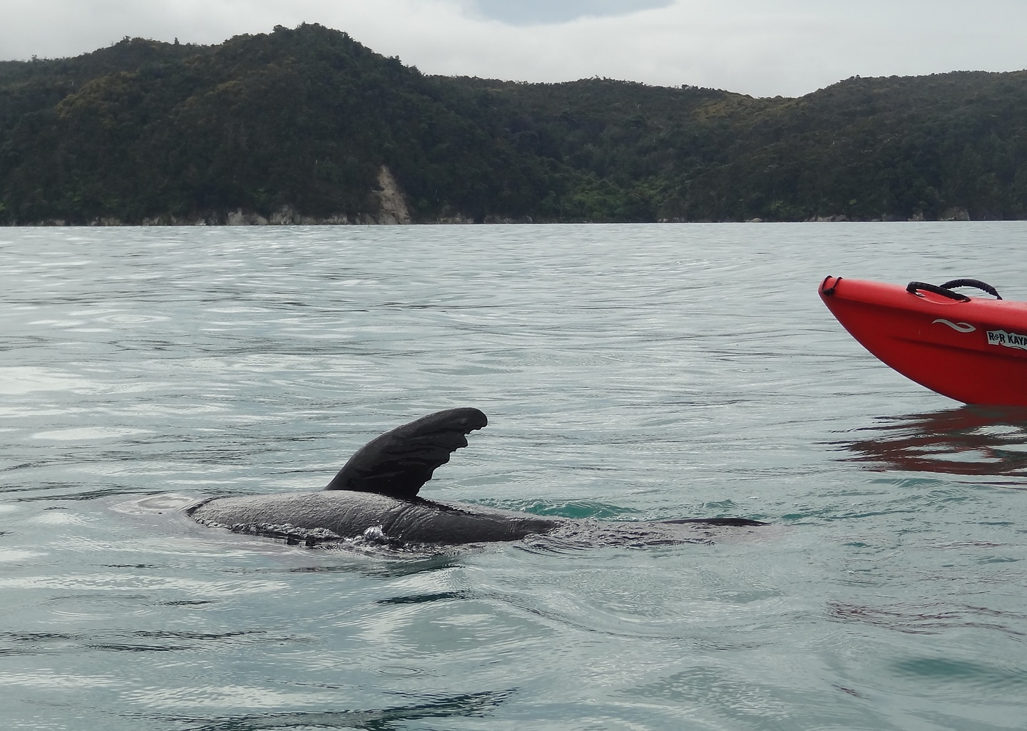 abeltasman-sealfin.jpg