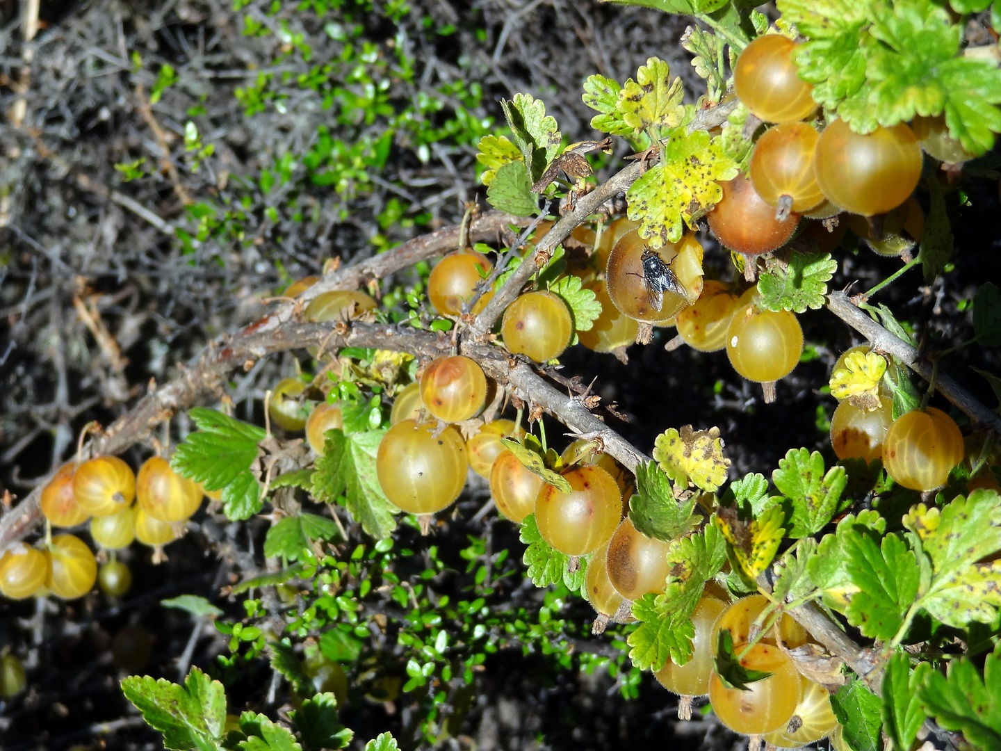 ahuriri-berries.jpg