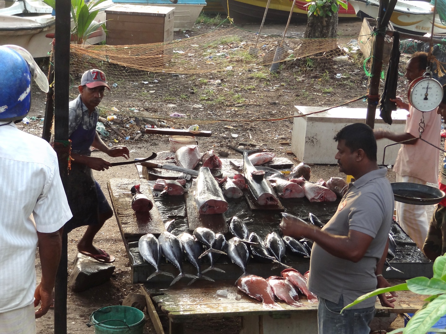 galle-fish.jpg