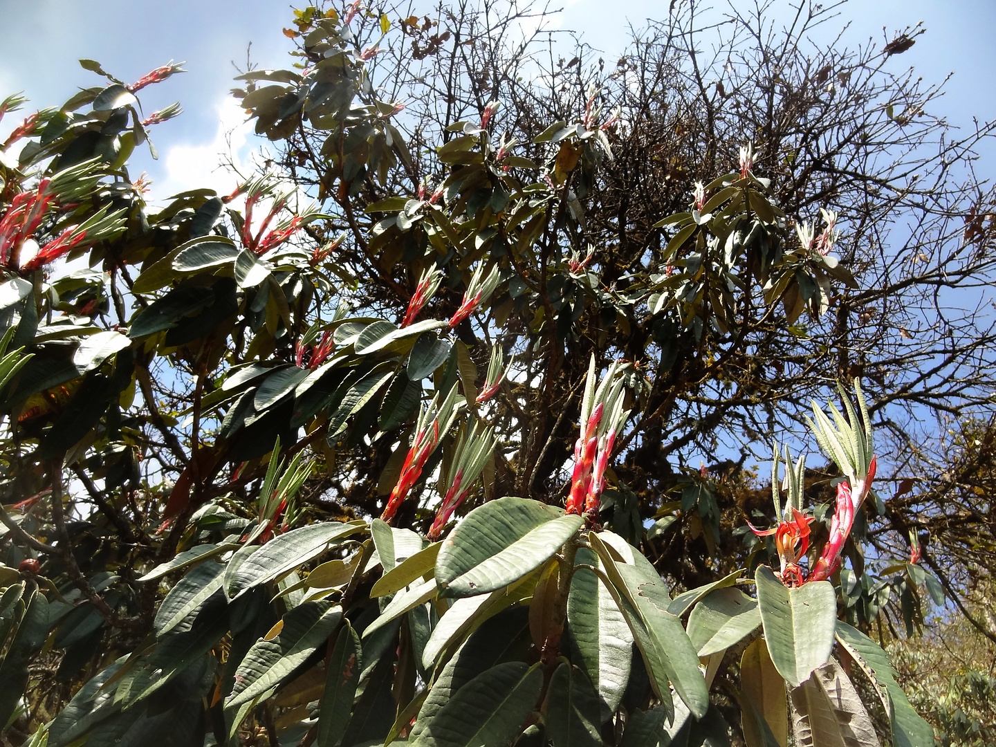 ghorepani-rhodo.jpg