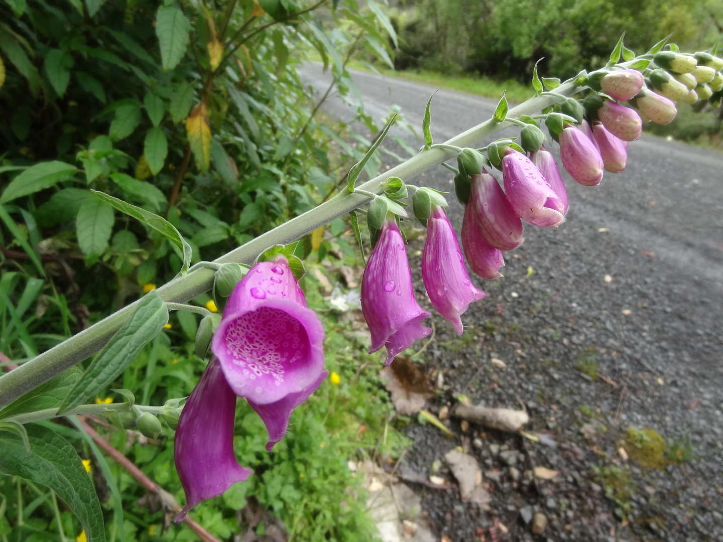 hunua-flower.jpg