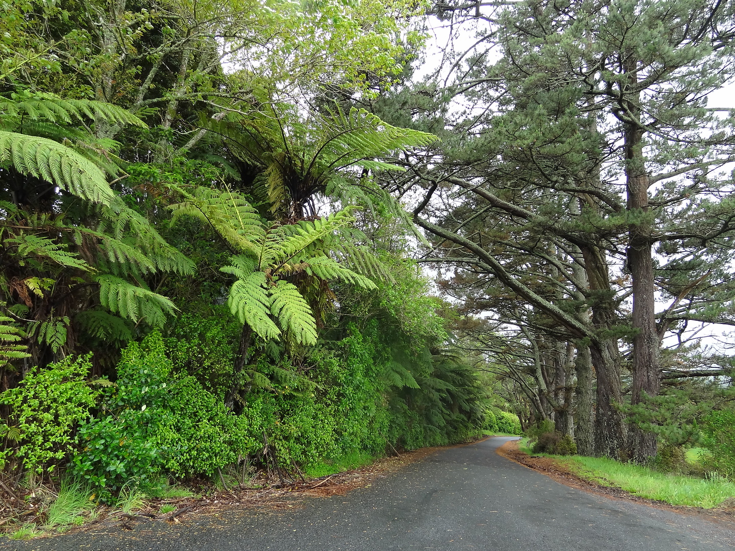 hunua-road2.jpg