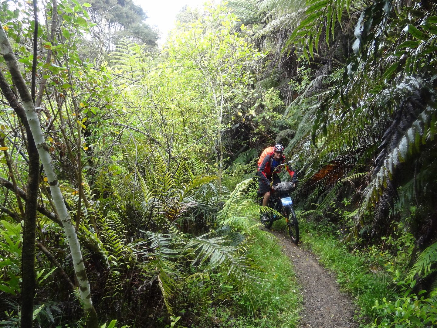 hunua-trail3.jpg