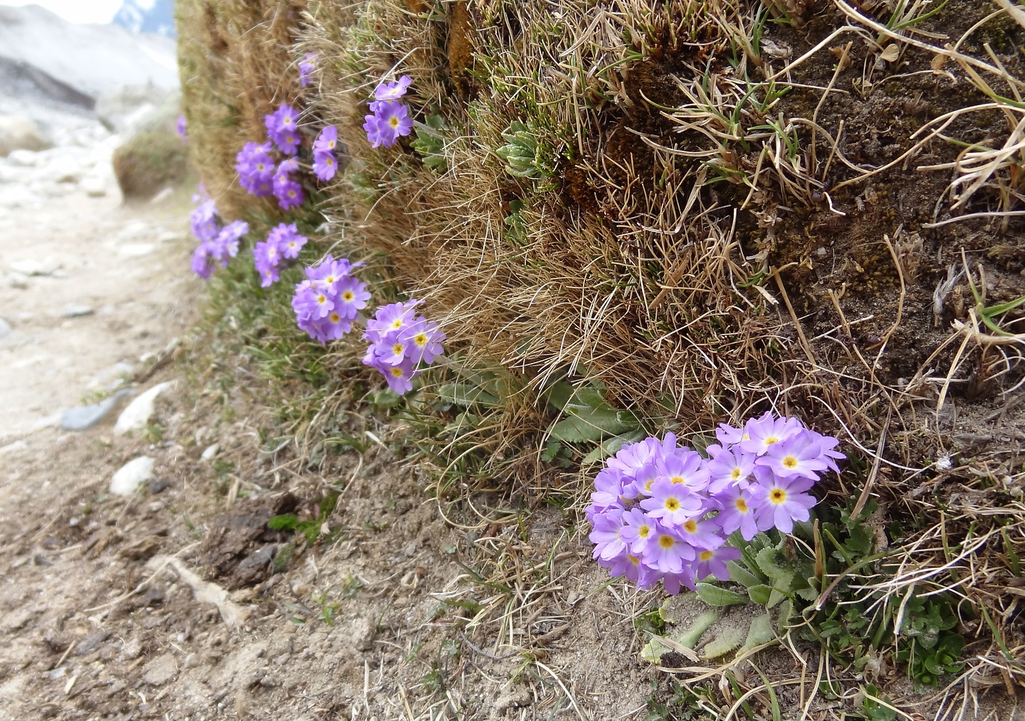 kalapatthar-flowers.jpg