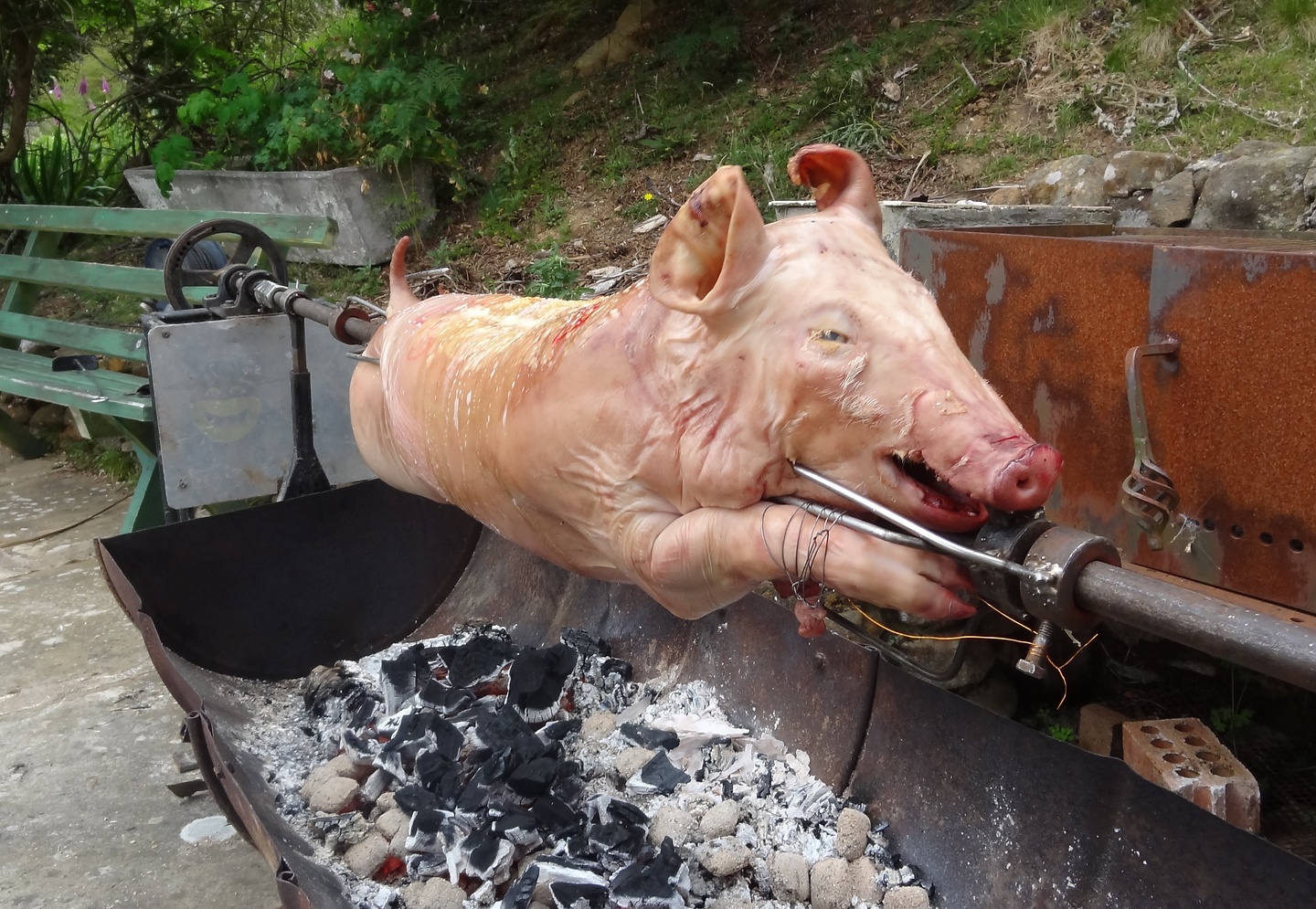 launceston-pig1.jpg