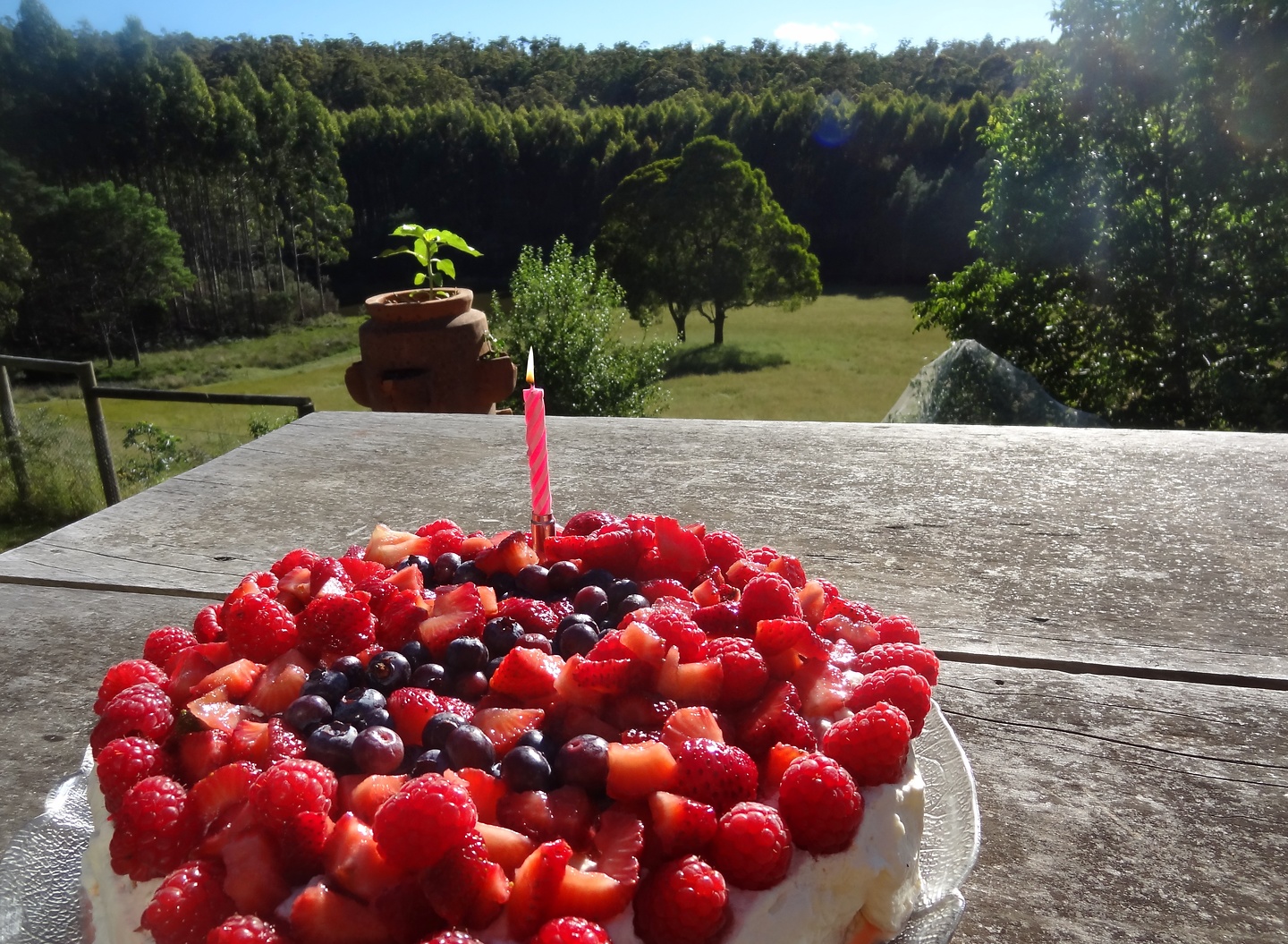 launceston-zorrocake1.jpg