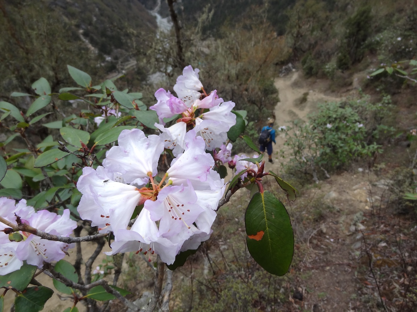 phortse-rhododendron.jpg