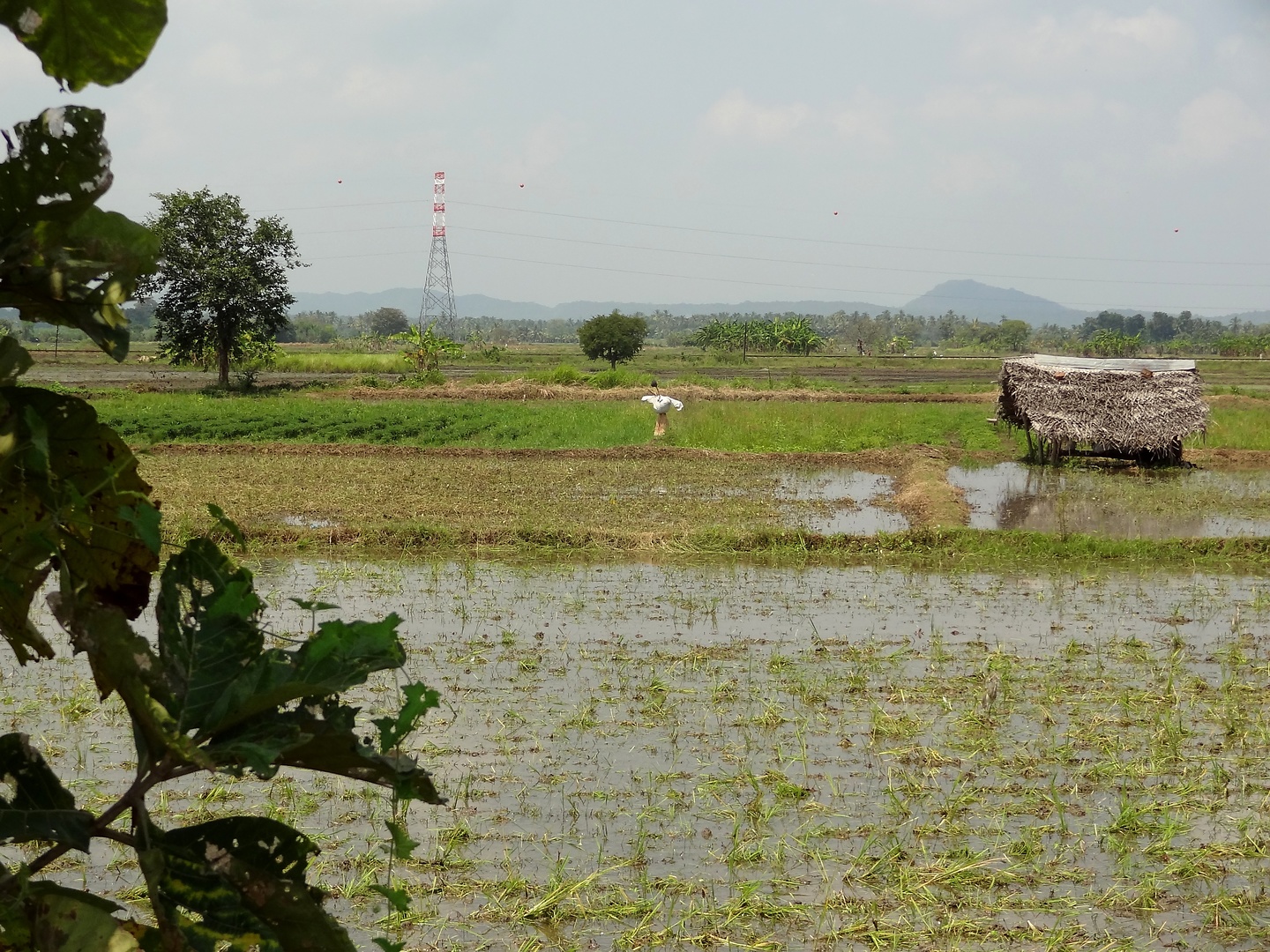 sigiriya-rice.jpg