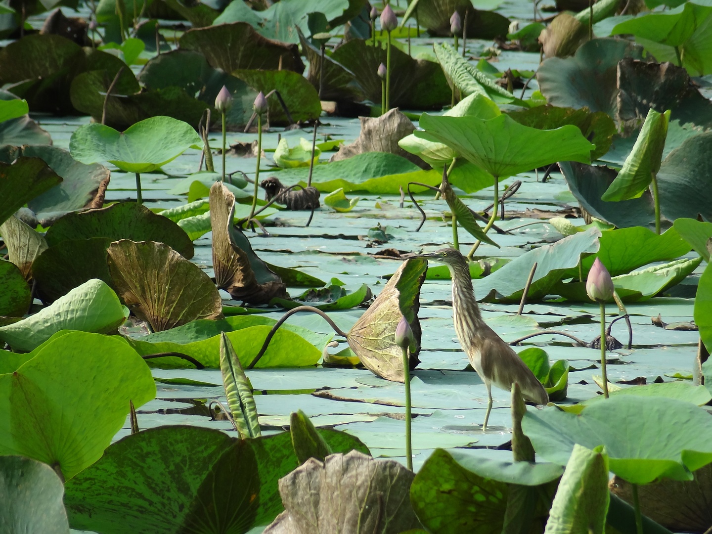 tangalle-bird.jpg