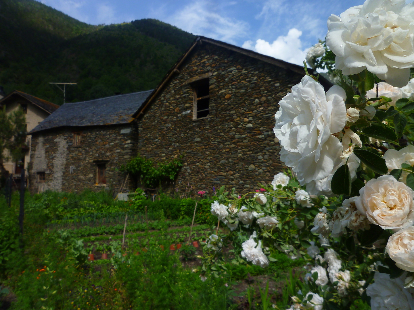 ferrera-blumen.jpg