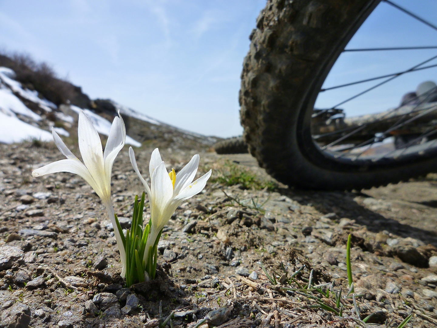 guadix-blume.jpg