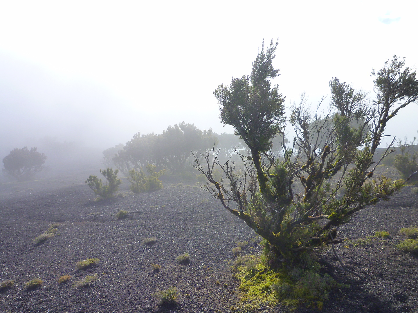 malpaso-nebel.jpg