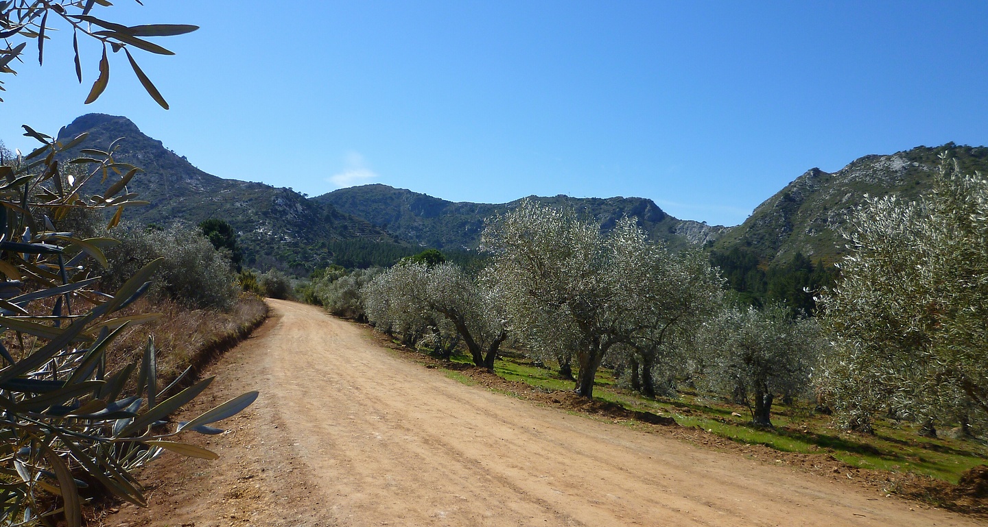 marbella-olivensierra.jpg