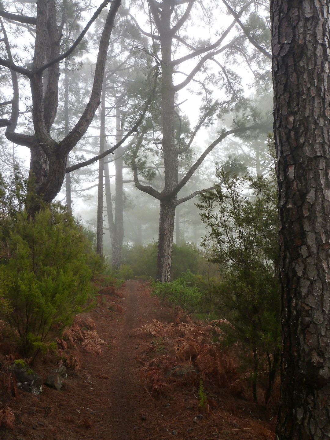punta-trail04.jpg