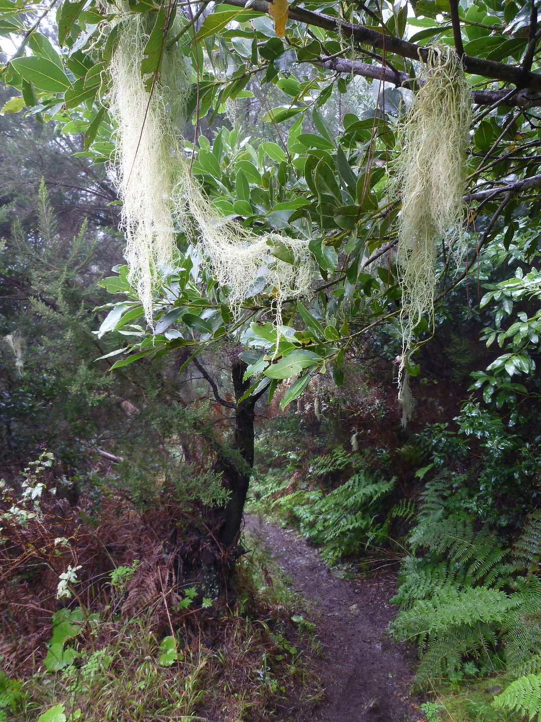 punta-trail05.jpg