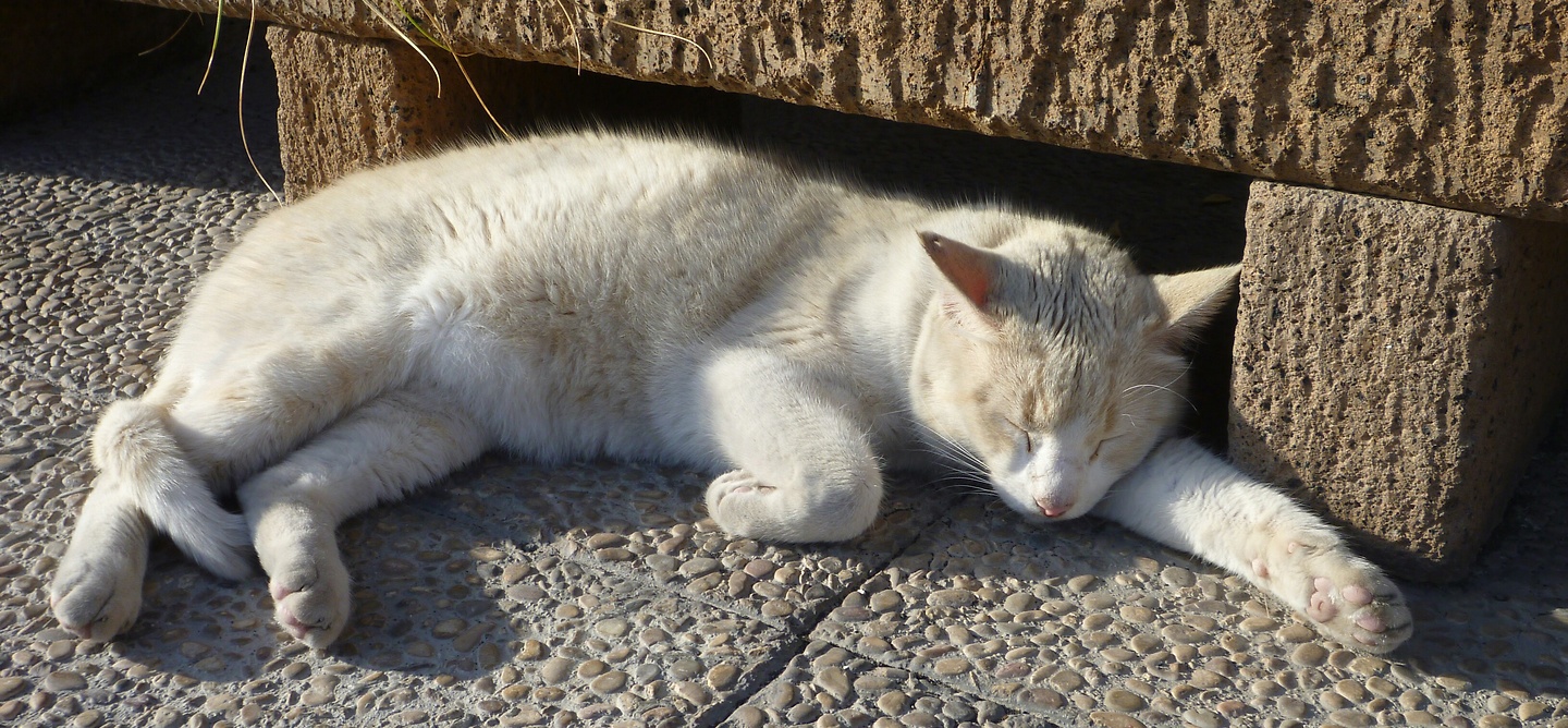 time-katze.jpg