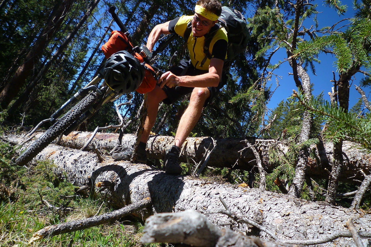 taylorpass-treeclimb.jpg