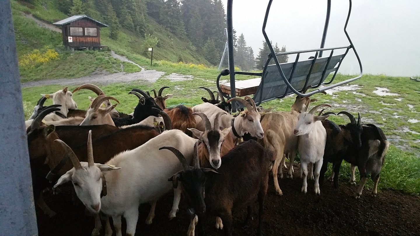 lesgets-goat4.jpg