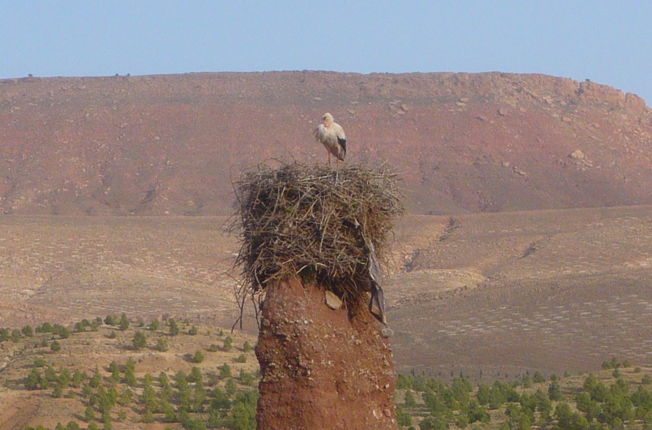 telouet-storch.jpg