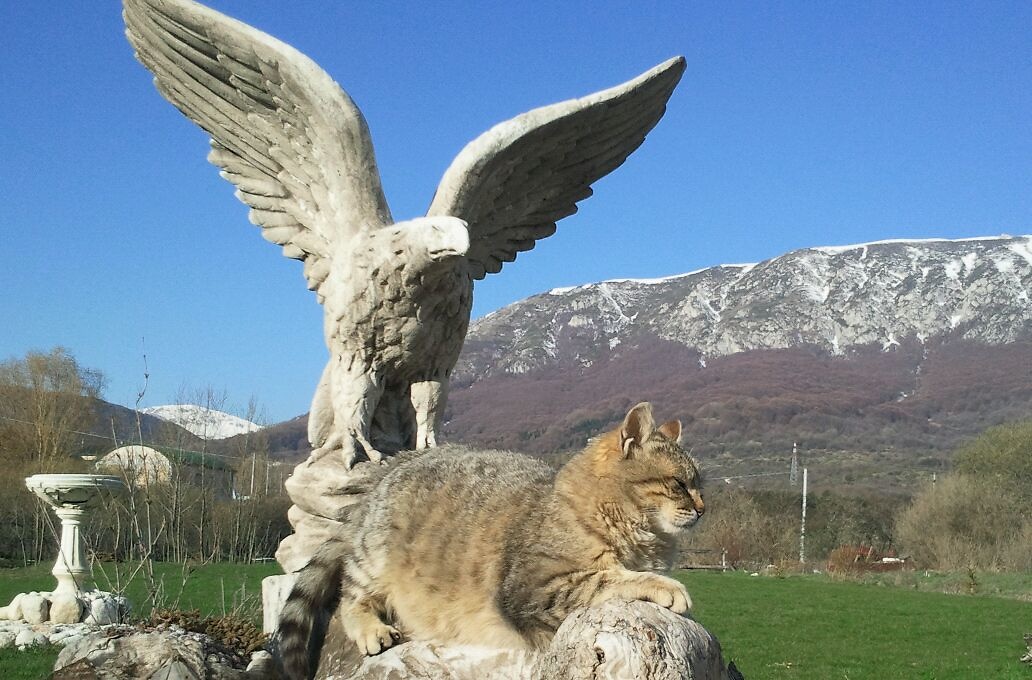 abruzzen-coolcat.jpg