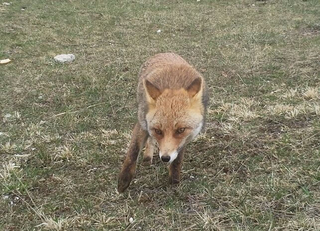 abruzzen-fox.jpg