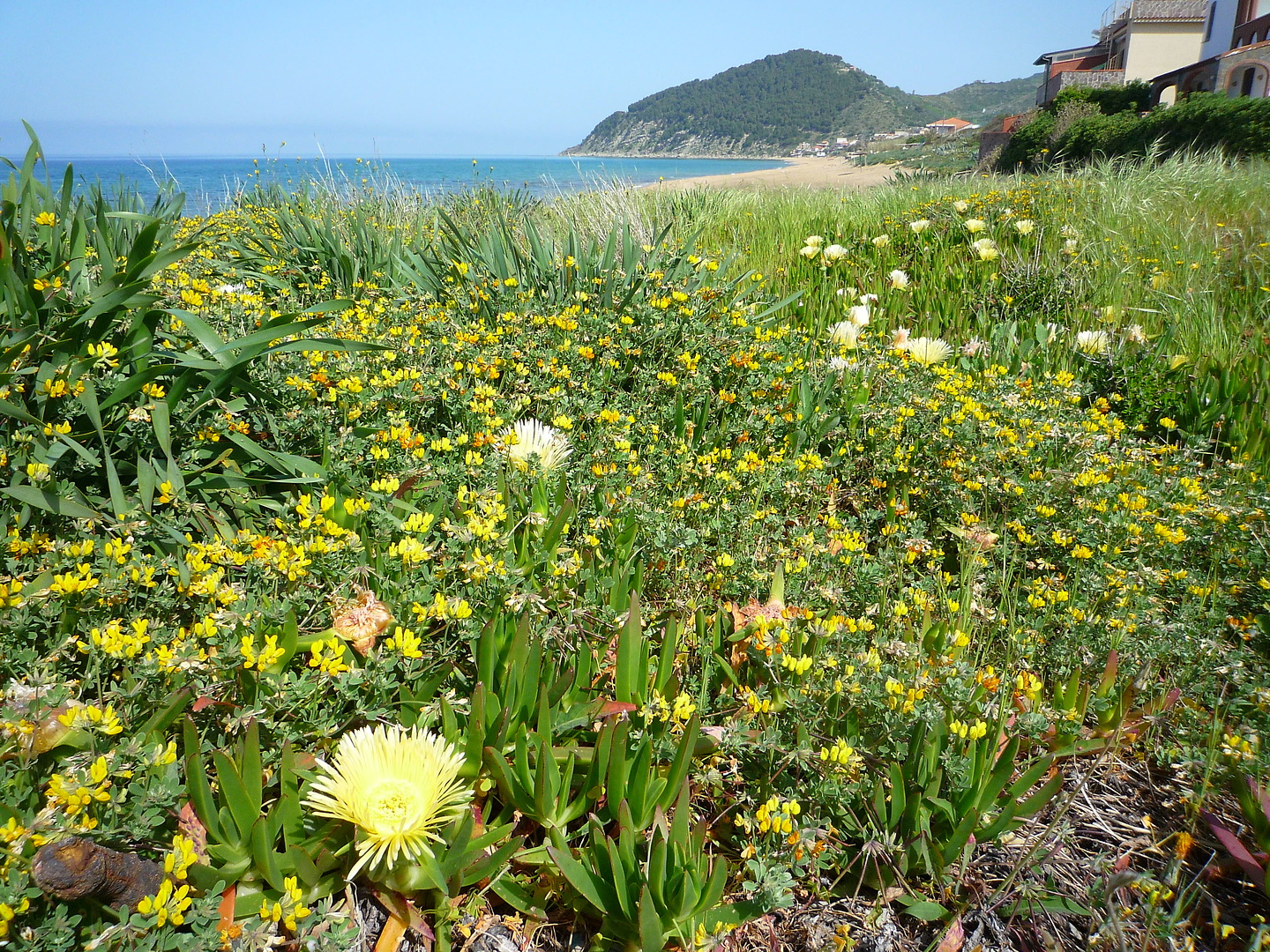 agropoli-blumen.jpg