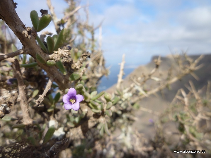 famara-strauch.jpg