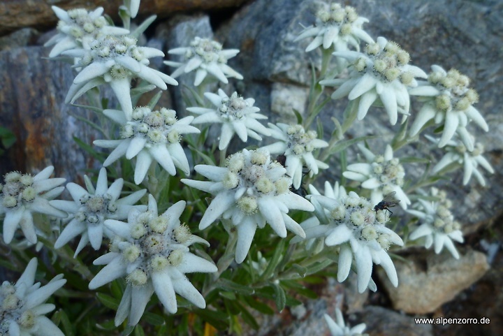 tiranix-edelweiss.jpg